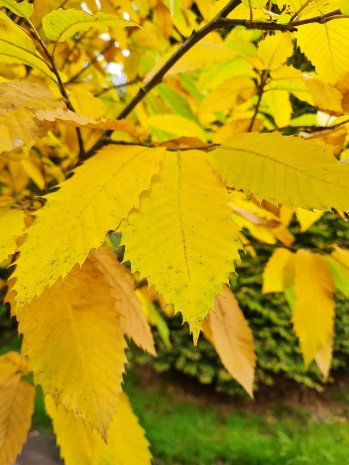 tamme-kastanjeboom Jonge Tamme kastanjeboom | Meerstammig