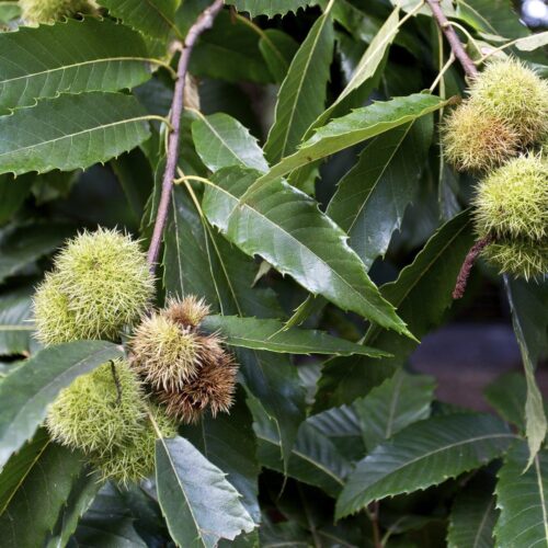 tamme-kastanjeboom Taxus | Haagvorm