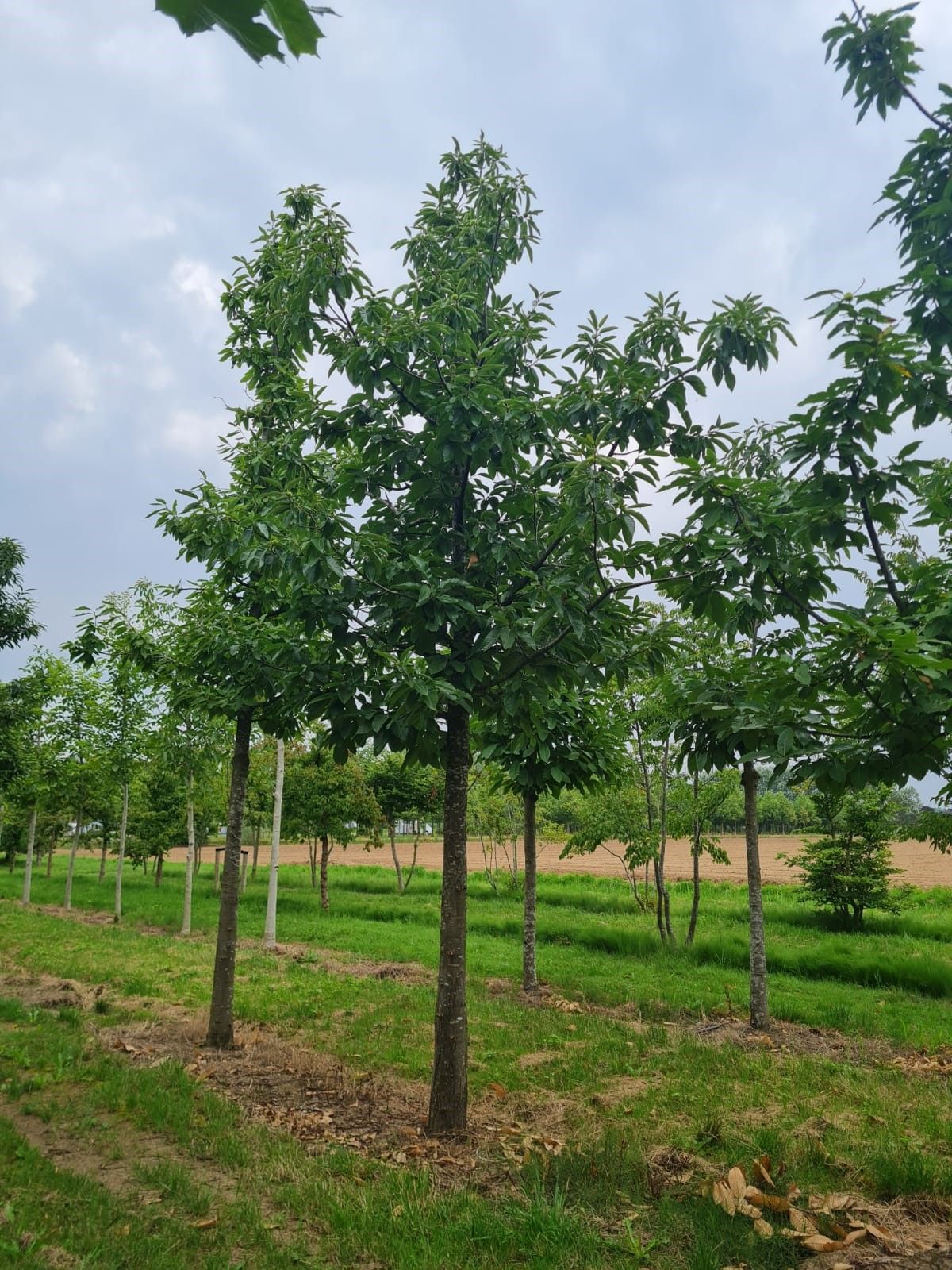 tamme-kastanjeboom Volwassen Tamme kastanjeboom | Hoogstam