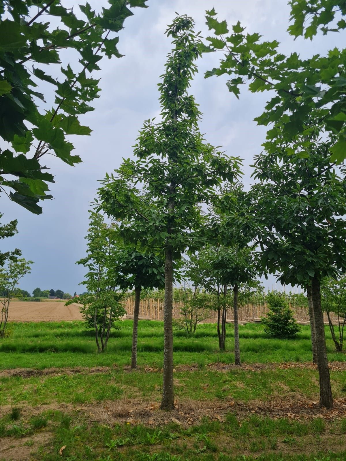 tamme-kastanjeboom Volwassen Tamme kastanjeboom | Hoogstam