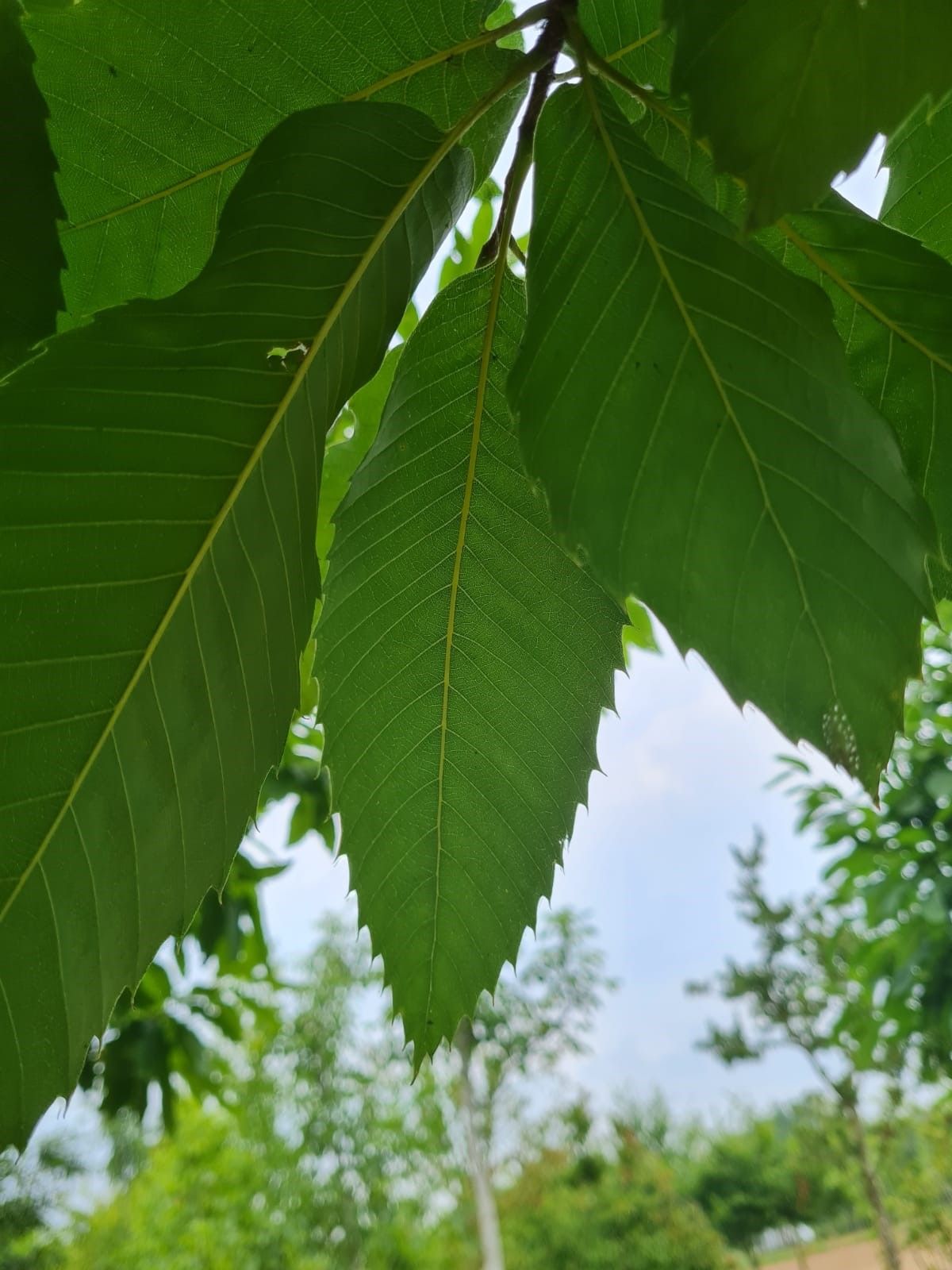 tamme-kastanjeboom Volwassen Tamme kastanjeboom | Hoogstam