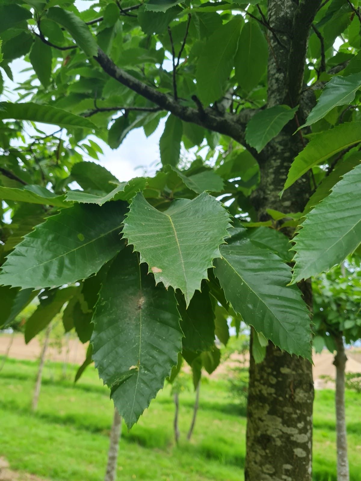 tamme-kastanjeboom Volwassen Tamme kastanjeboom | Hoogstam