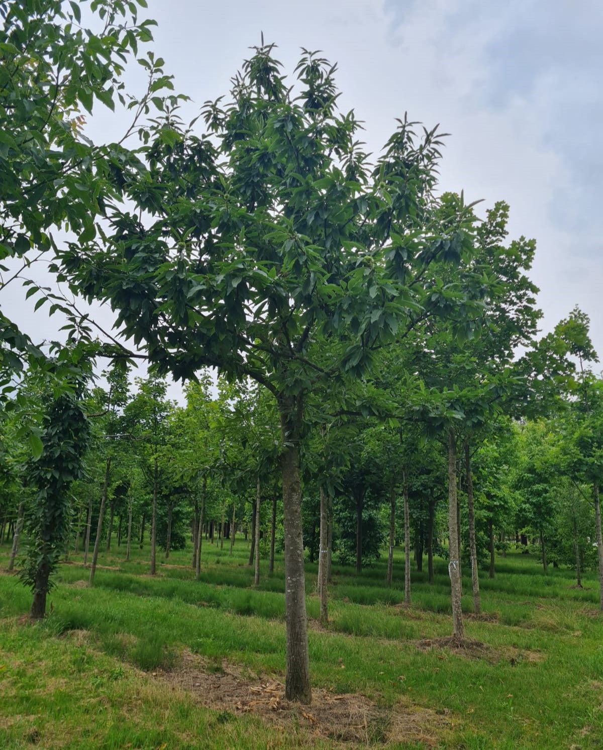 tamme-kastanjeboom Volwassen Tamme kastanjeboom | Hoogstam