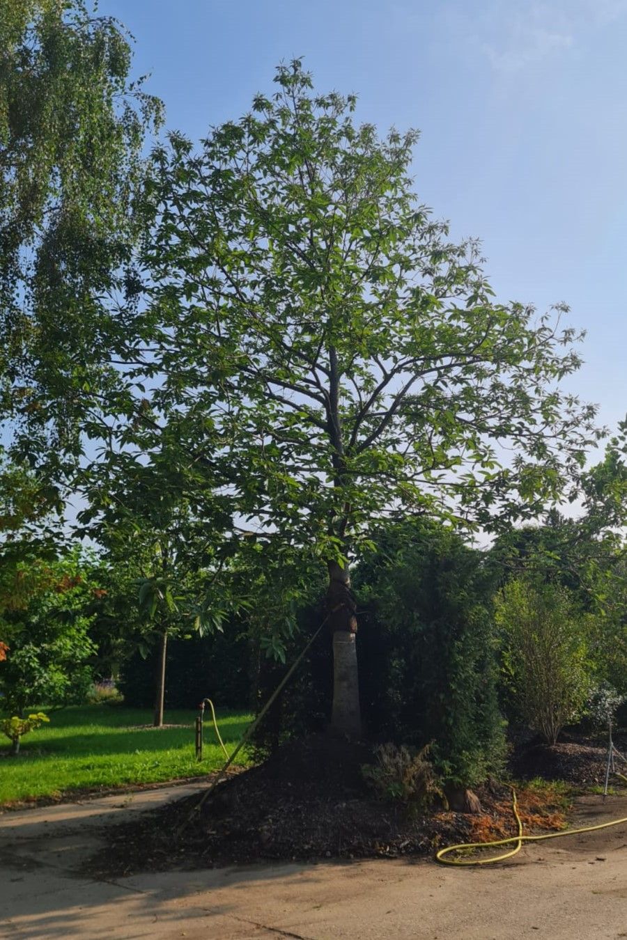 tamme-kastanjeboom Volwassen Tamme kastanjeboom | Hoogstam