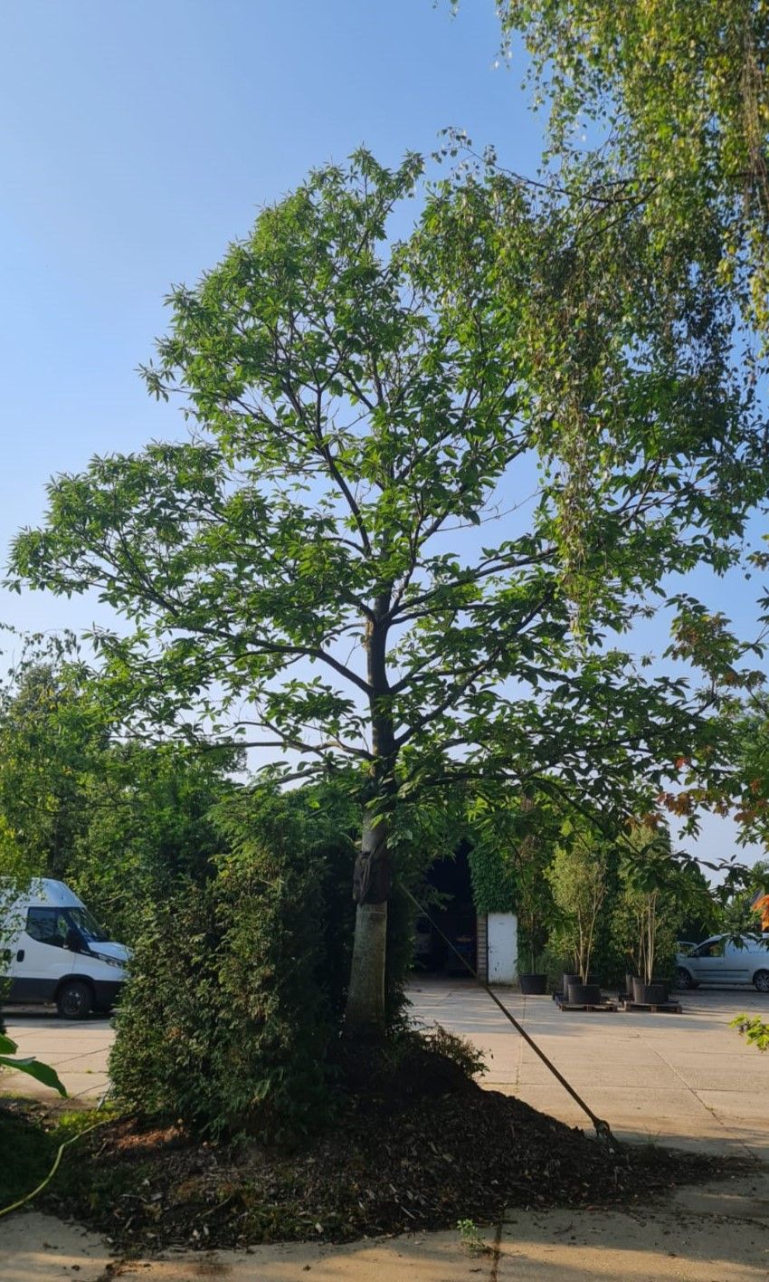 tamme-kastanjeboom Volwassen Tamme kastanjeboom | Hoogstam