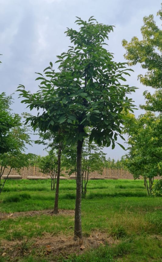 tamme-kastanjeboom Volwassen Tamme kastanjeboom | Hoogstam