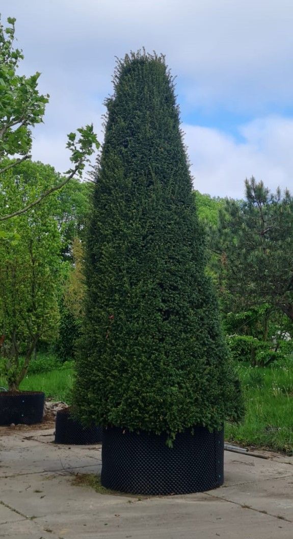 Taxus | Zuilvorm