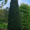 Taxus | Zuilvorm