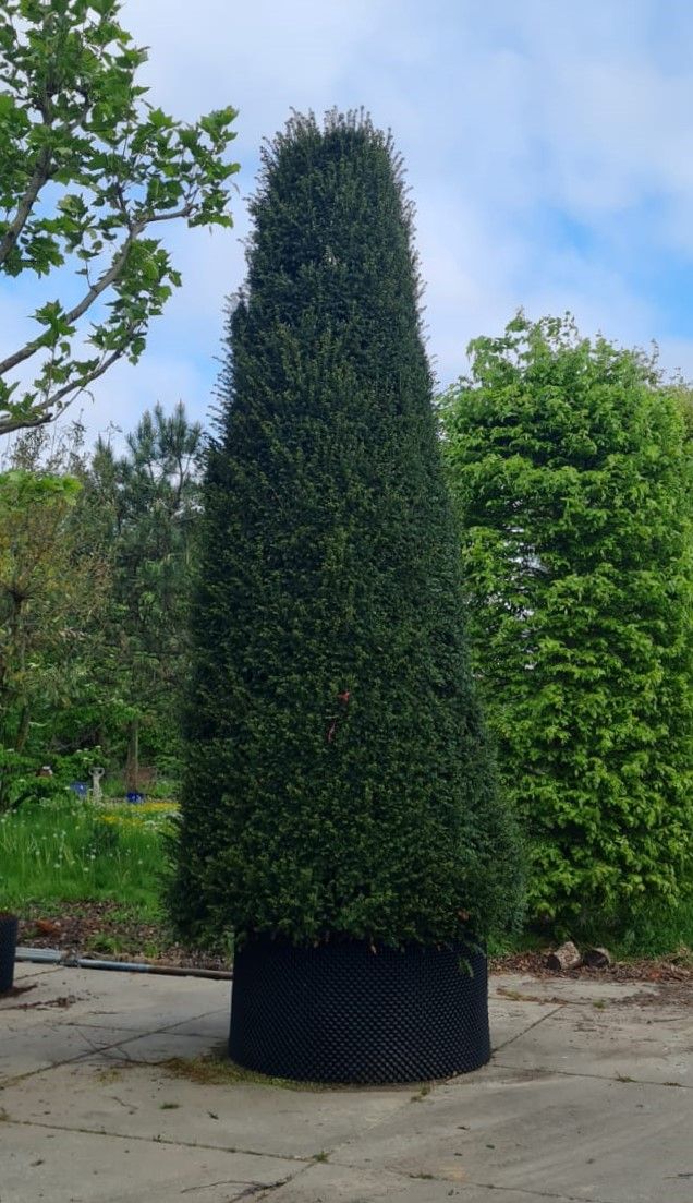 Taxus | Zuilvorm