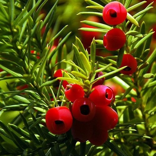 Jonge Taxus | Bolvorm