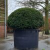 Jonge Taxus | Bolvorm