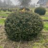 Jonge Taxus | Bolvorm