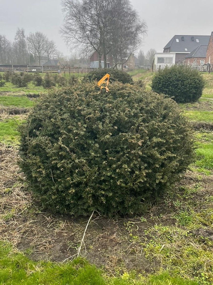 Taxus | Bolvorm