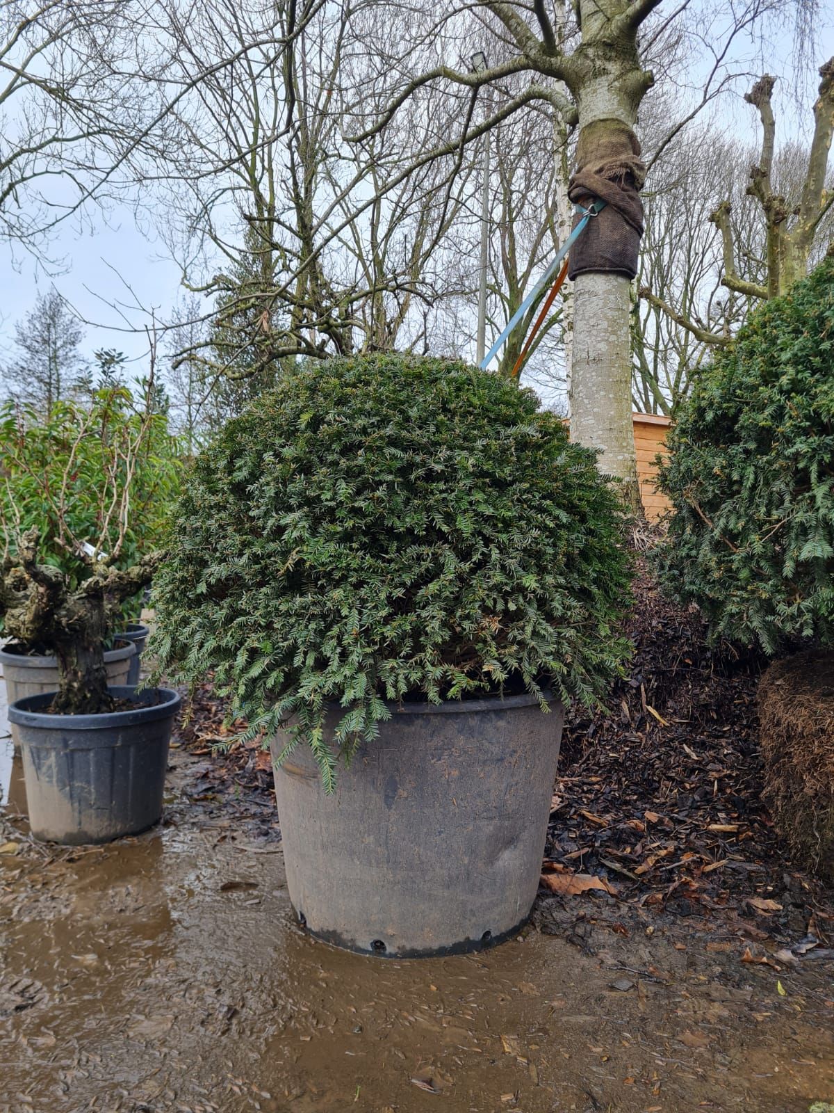 Taxus | Bolvorm