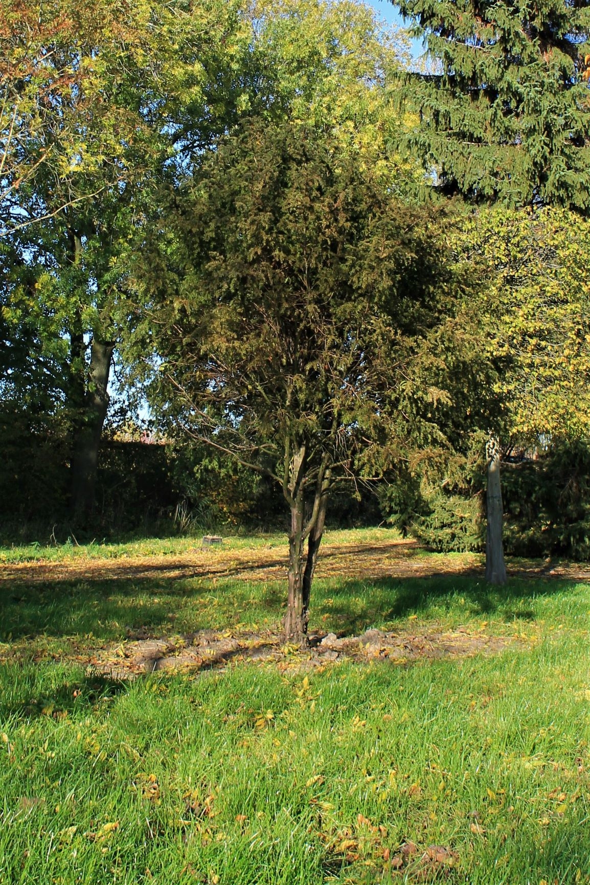 Venijnboom (Taxus)