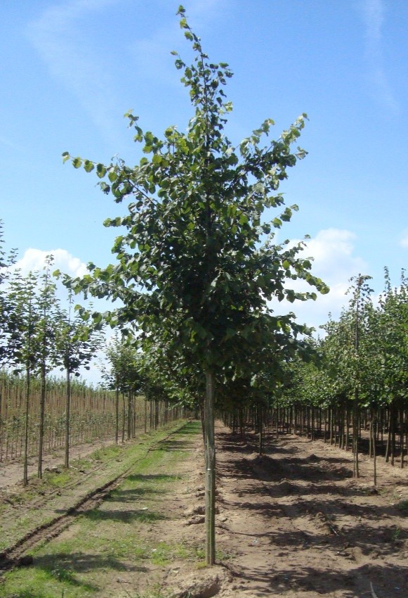 Winterlinde | Hoogstam