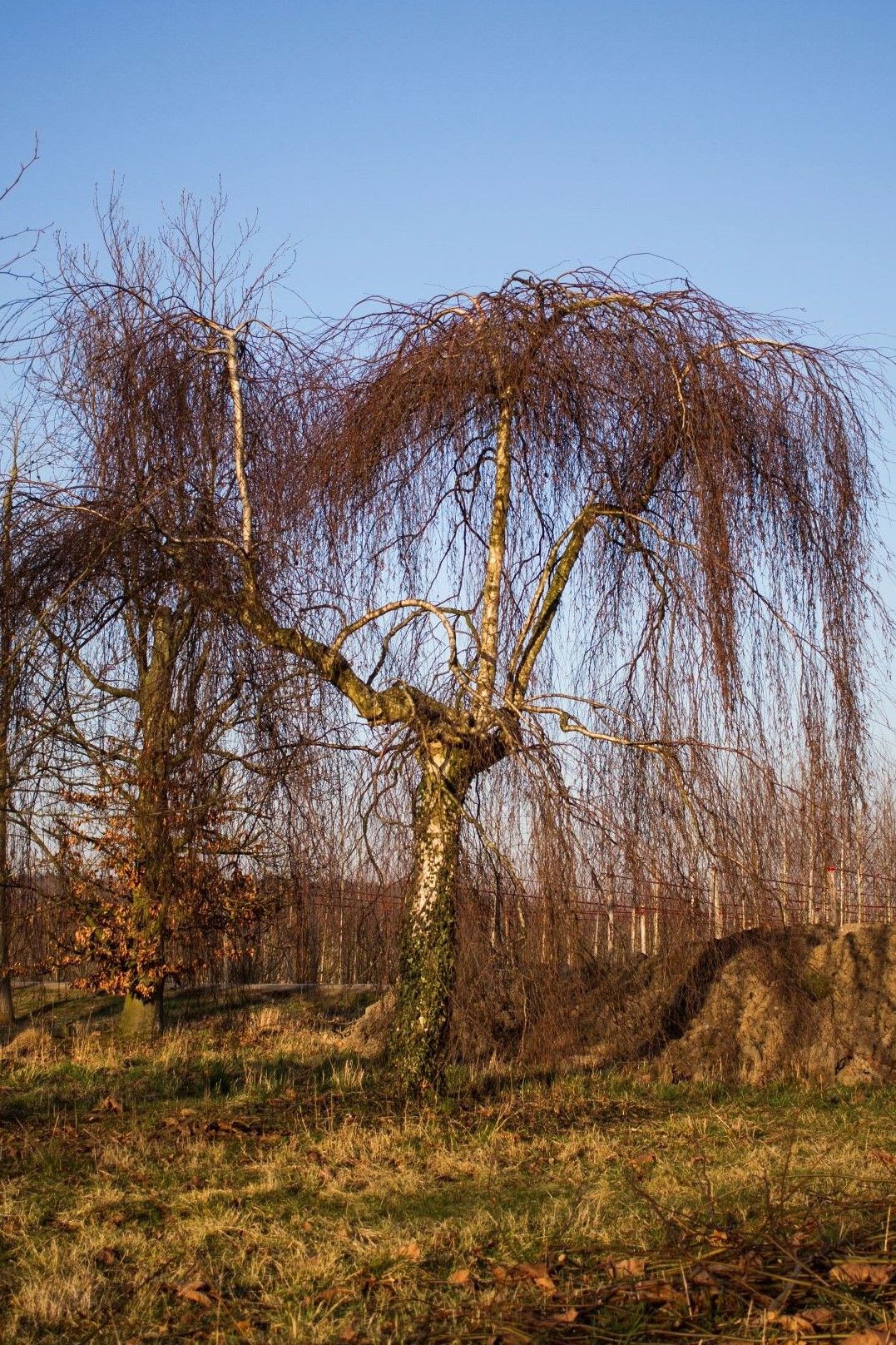 Volwassen Prieelberk | Hoogstam