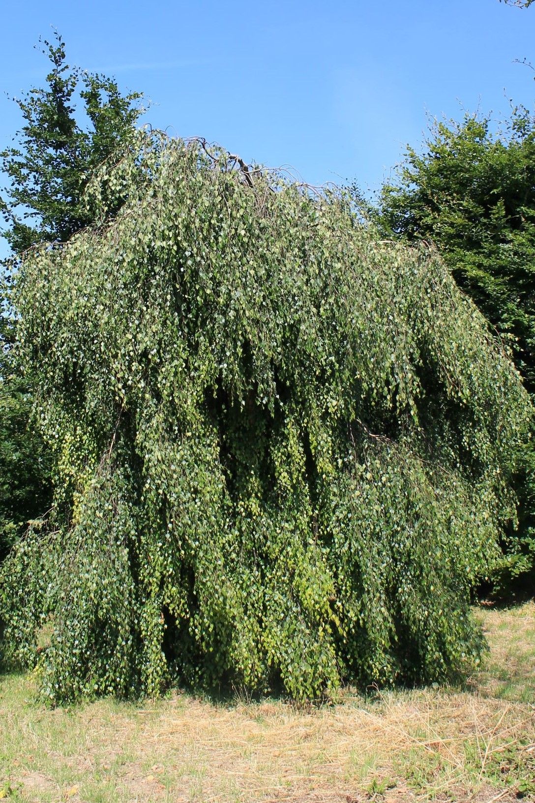 Volwassen Prieelberk | Hoogstam