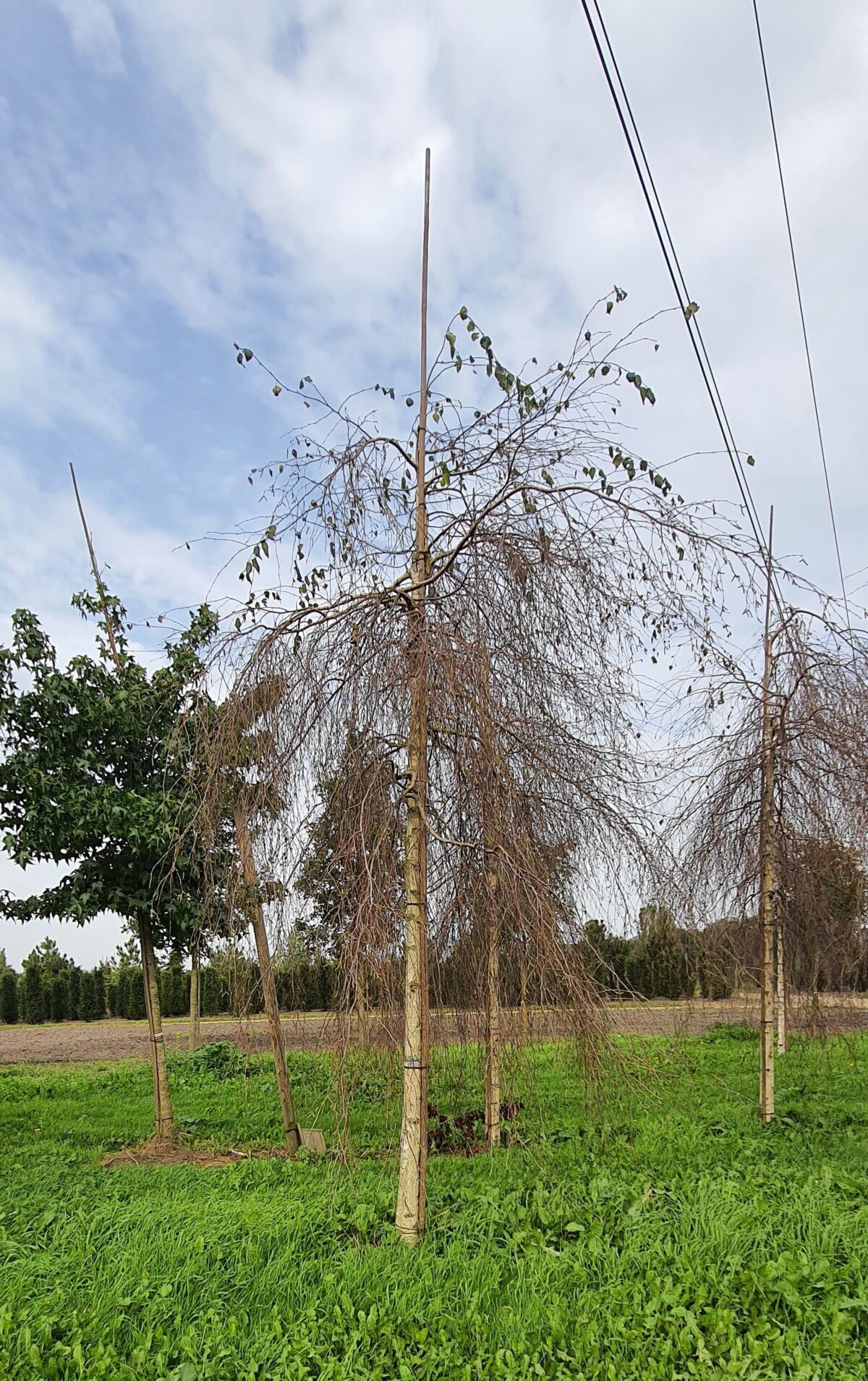 Volwassen Prieelberk | Hoogstam