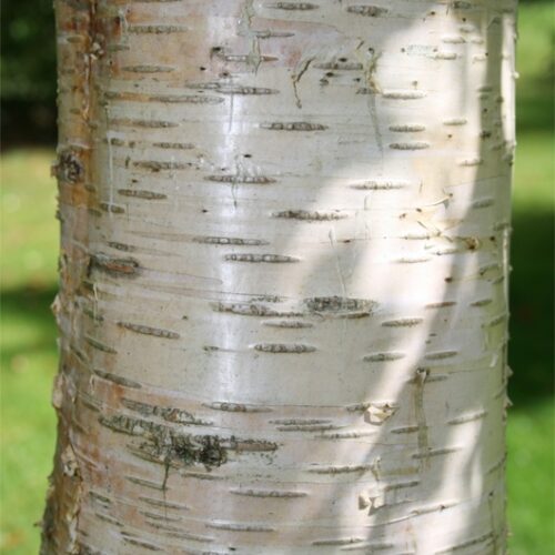 Jonge Prieelberk | Hoogstam