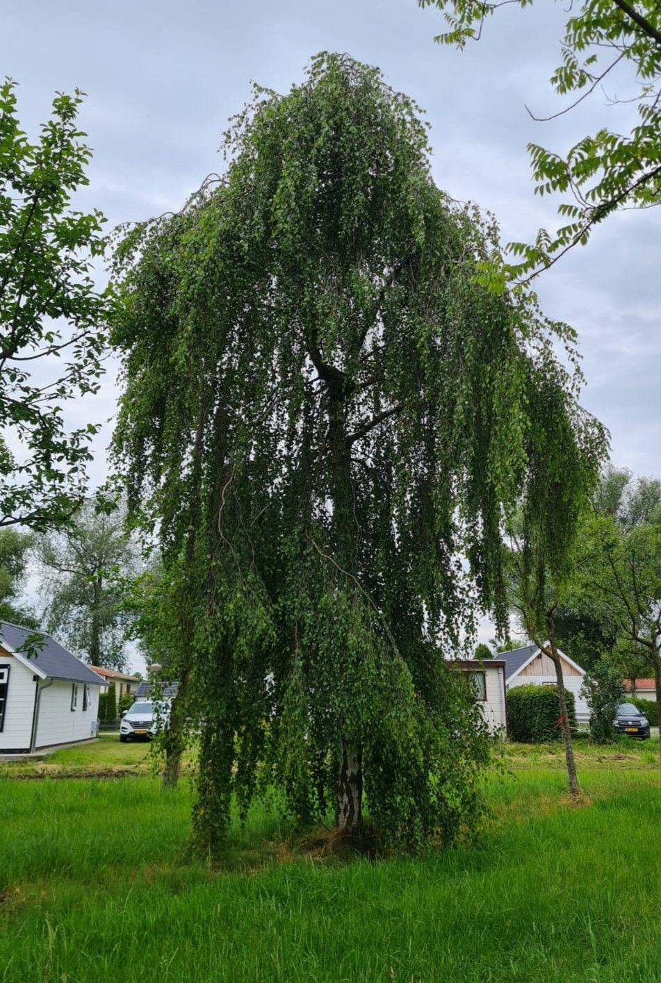 Jonge Prieelberk | Hoogstam