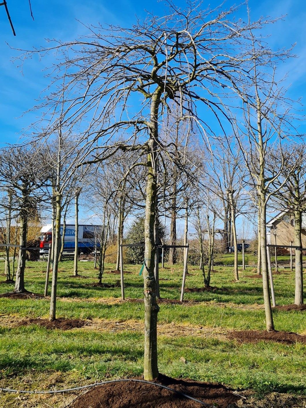 Jonge Treurhaagbeuk | Halfstam