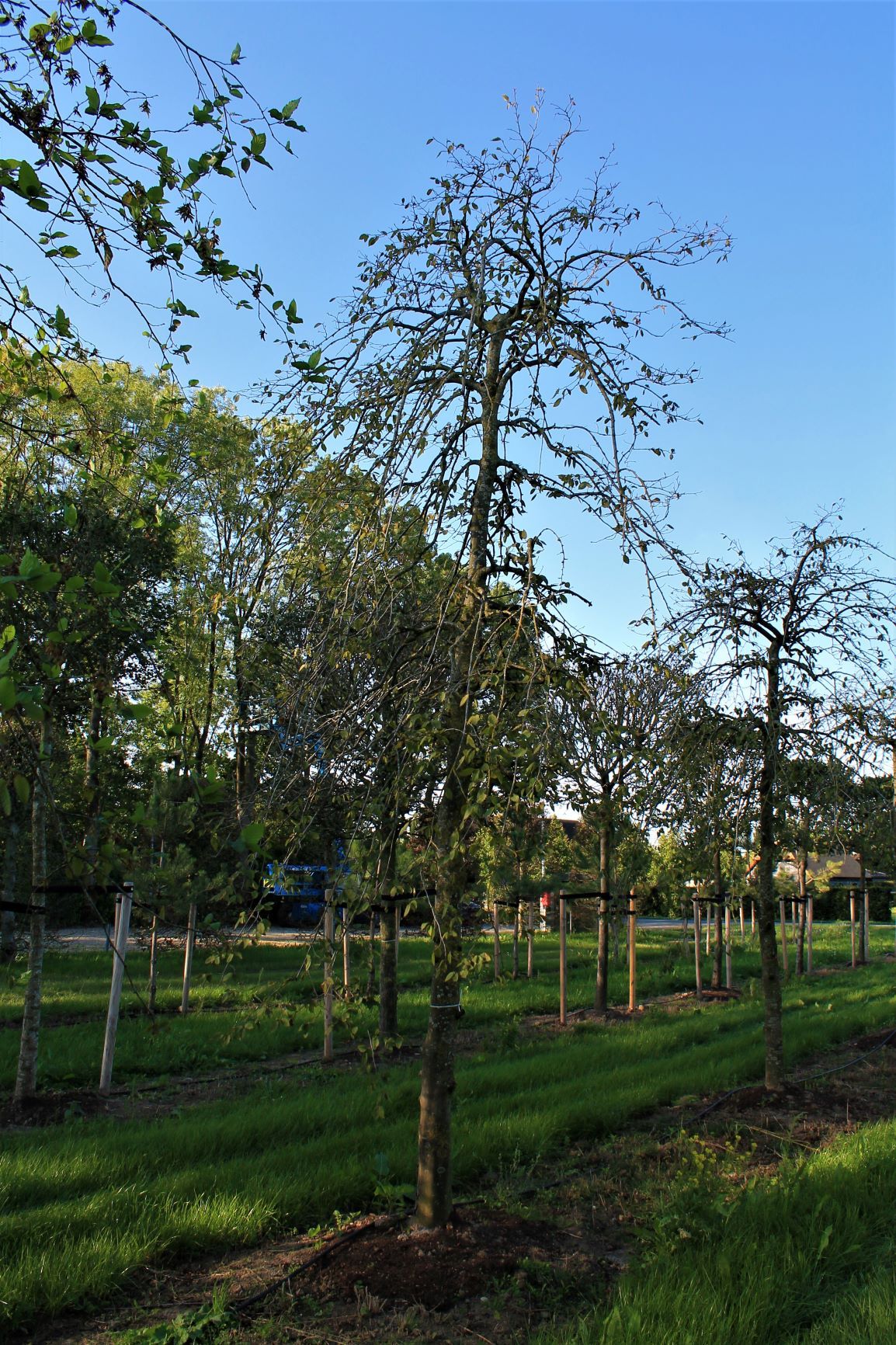 Volwassen Treurhaagbeuk | Hoogstam