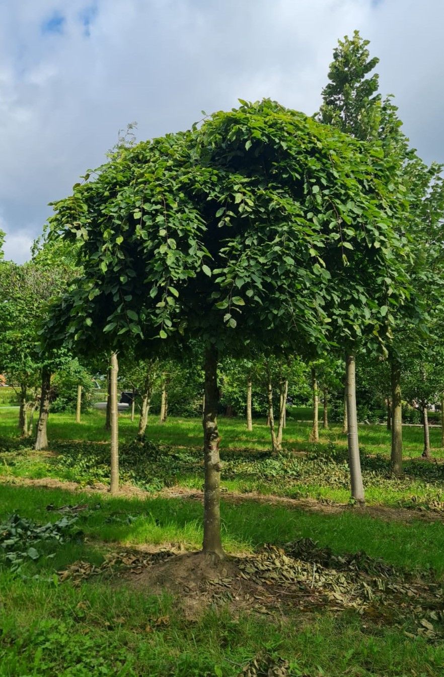 Volwassen Treurhaagbeuk | Hoogstam