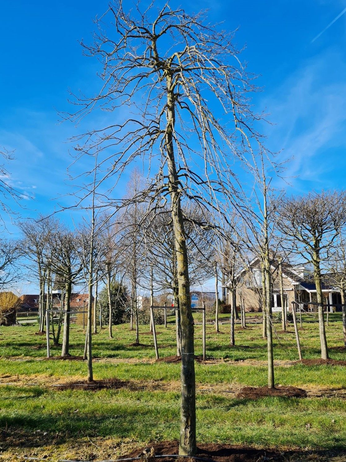 Jonge Treurhaagbeuk | Halfstam