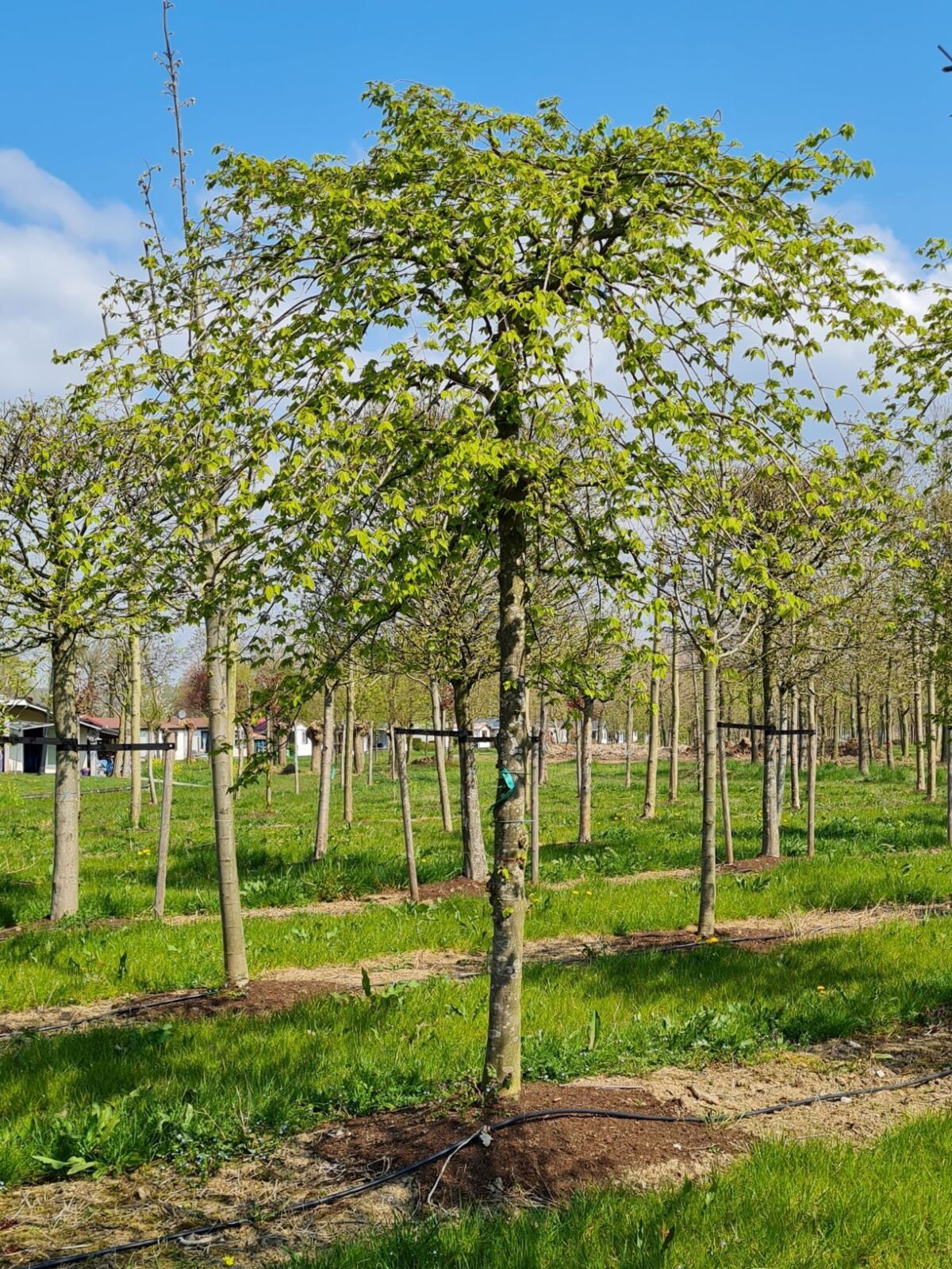 Jonge Treurhaagbeuk | Halfstam