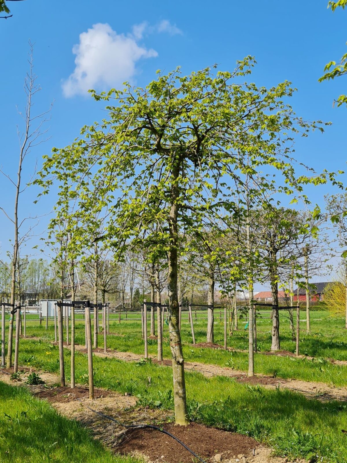 Jonge Treurhaagbeuk | Halfstam