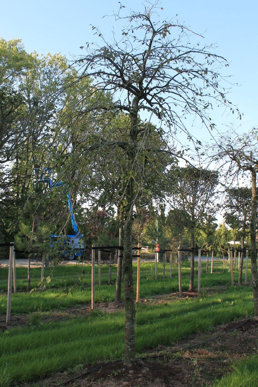 Jonge Treurhaagbeuk | Halfstam