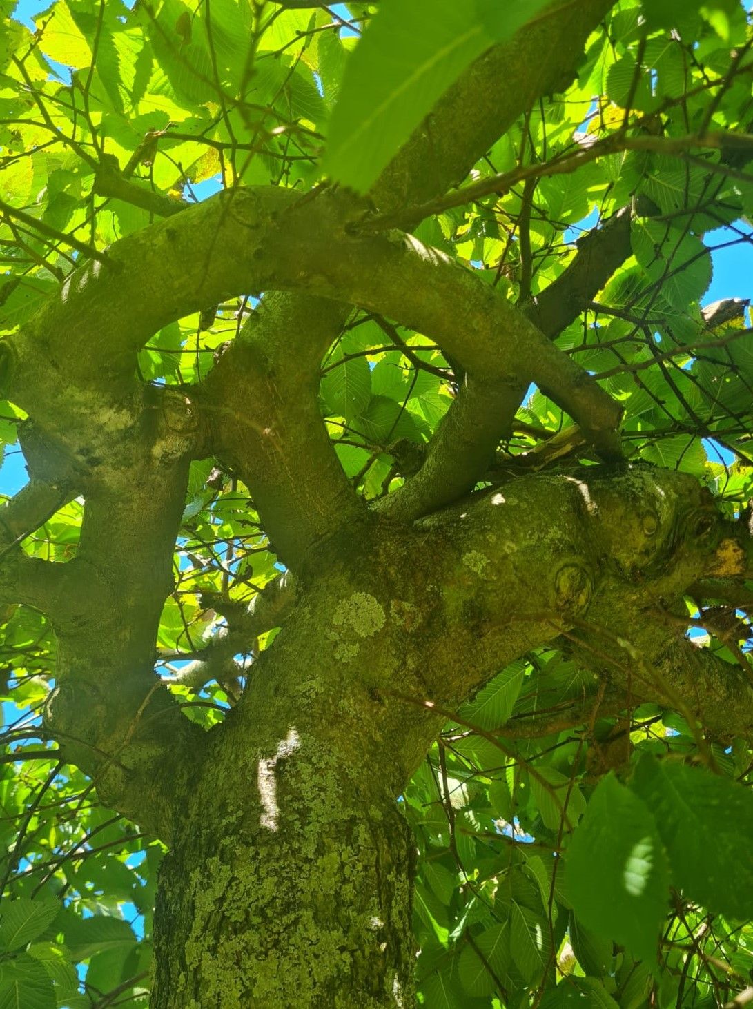 Volwassen Treuriep | Hoogstam