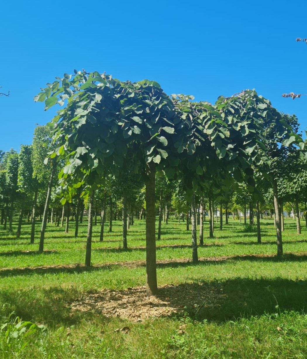 Volwassen Treuriep | Hoogstam