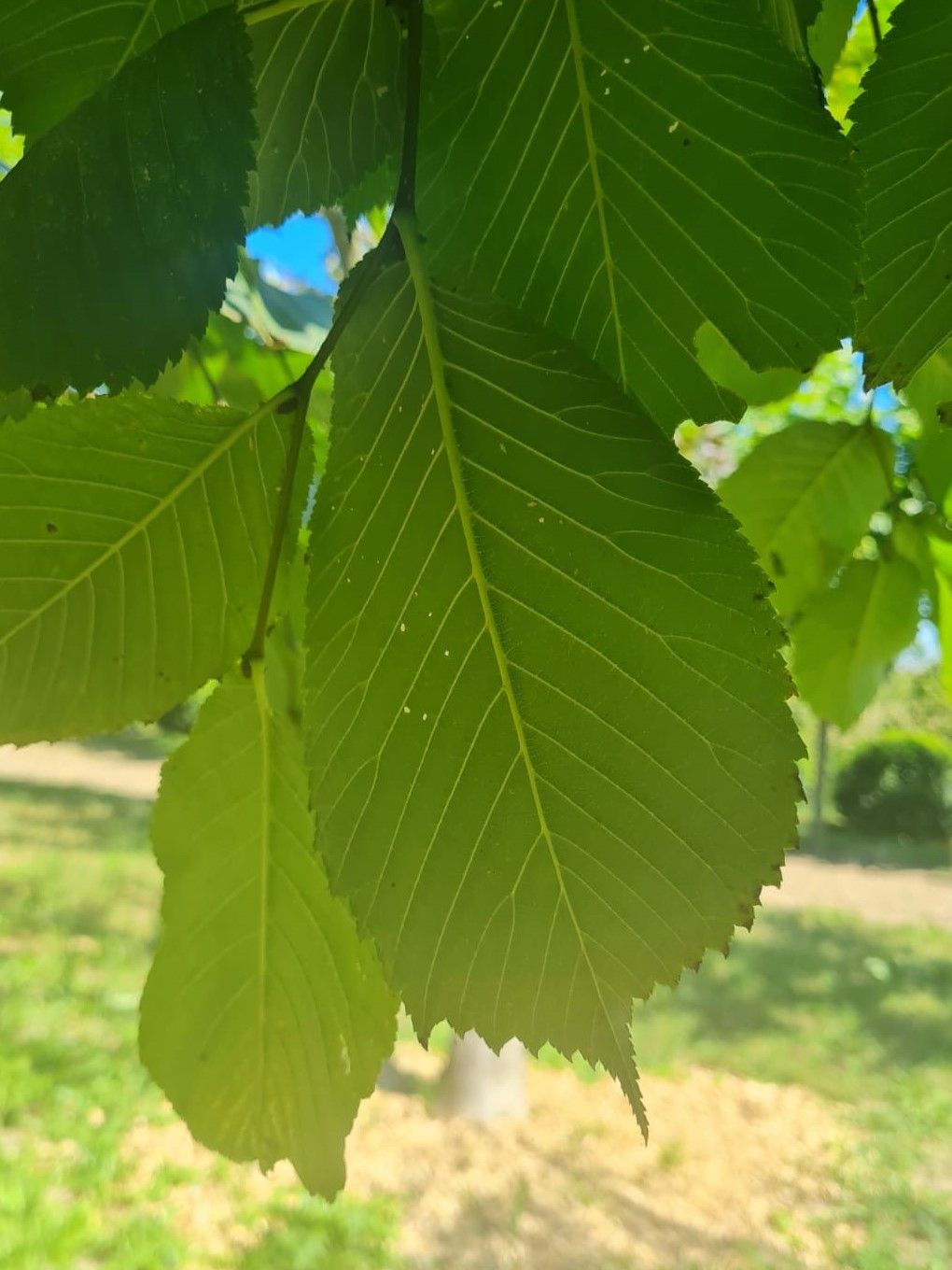 Volwassen Treuriep | Hoogstam