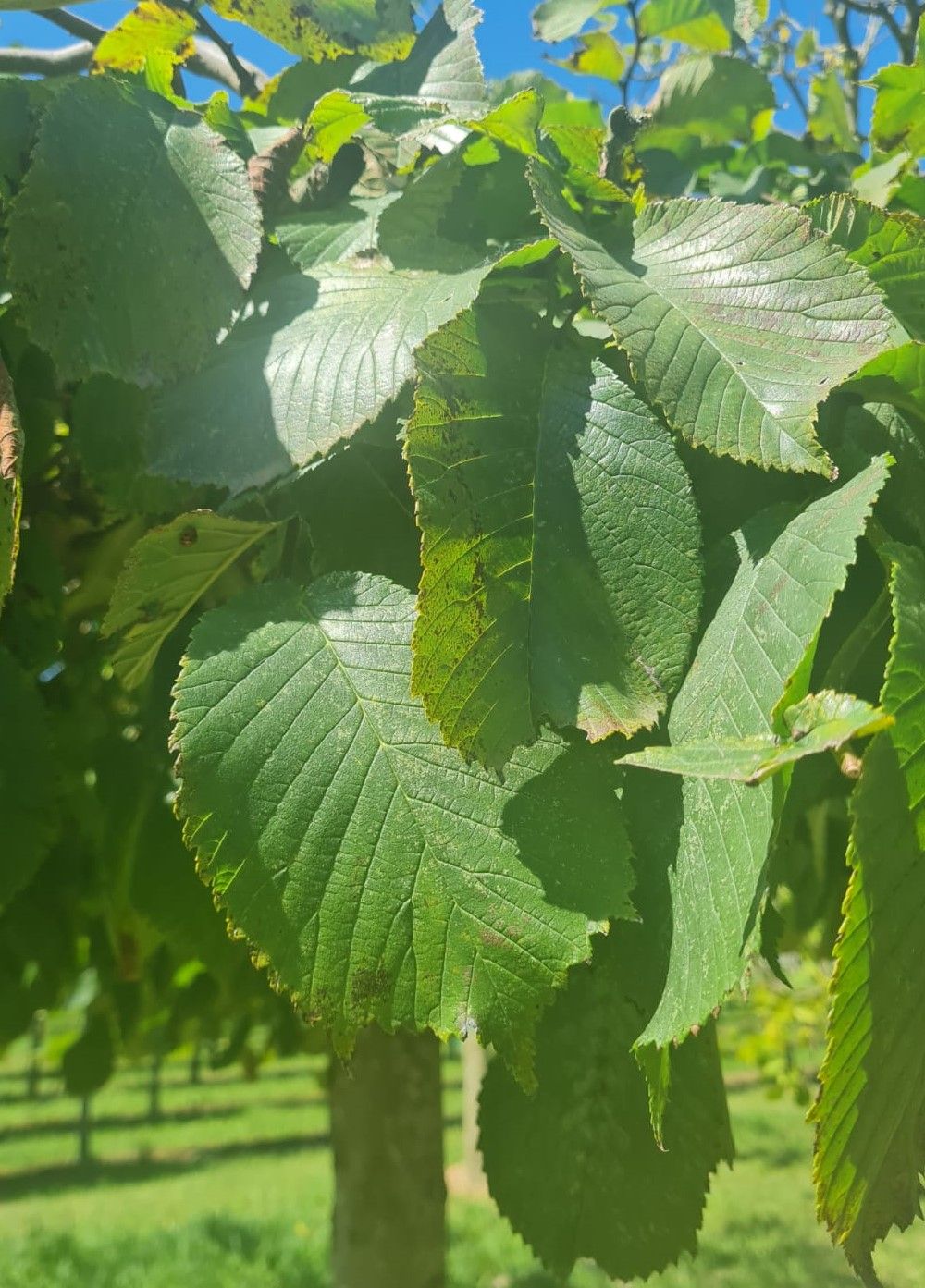 Volwassen Treuriep | Hoogstam