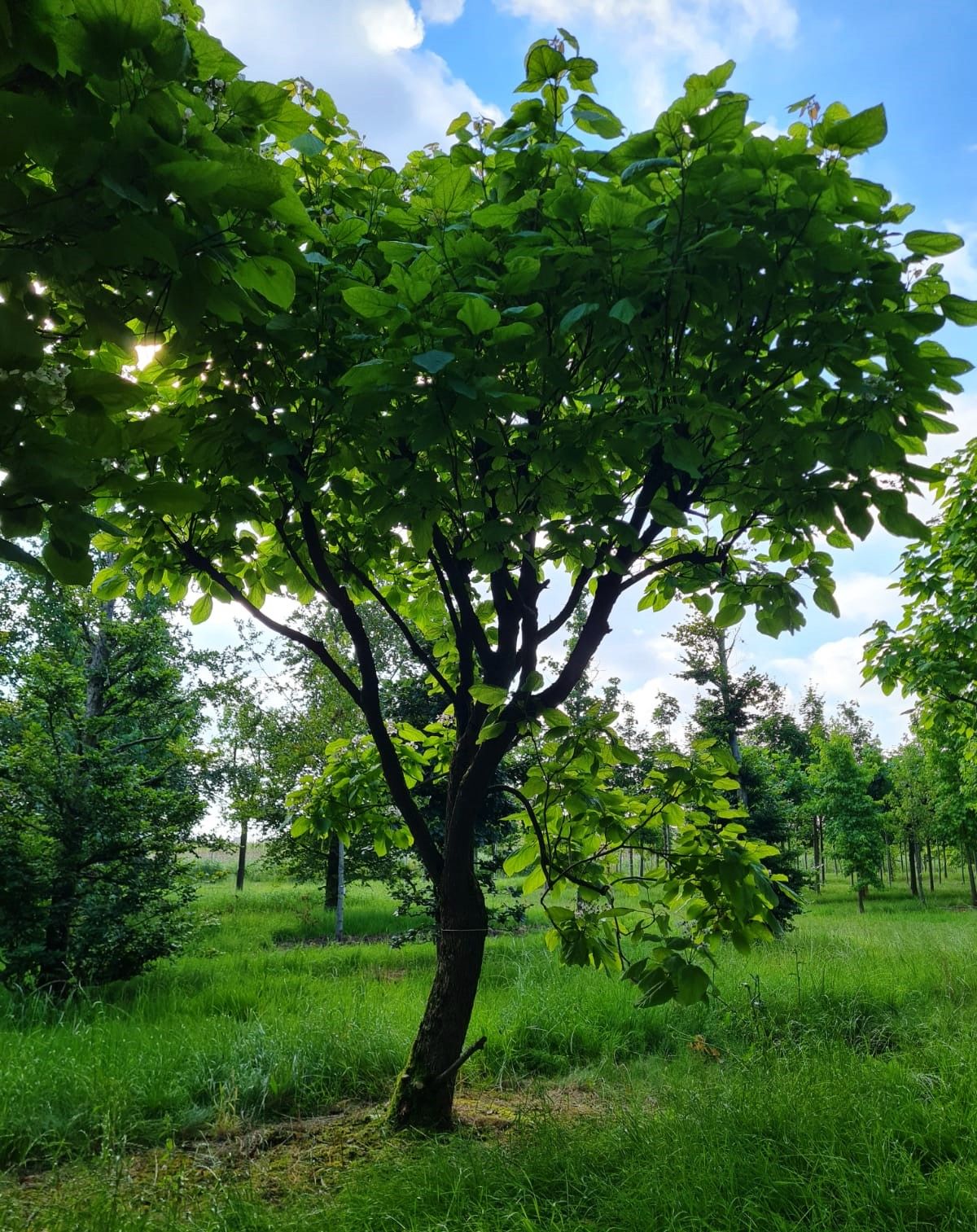 Volwassen Trompetboom | Halfstam