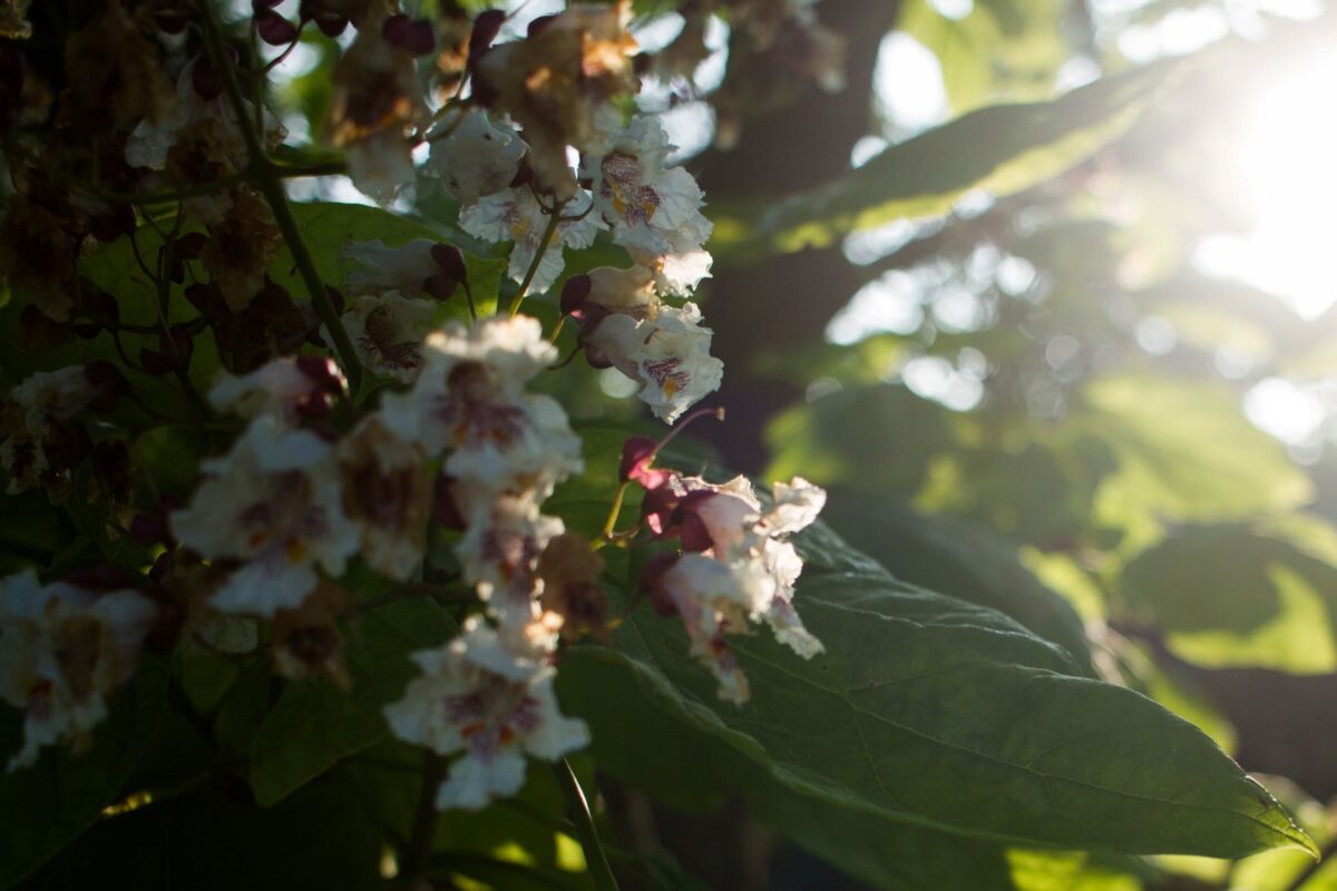 Volwassen Trompetboom | Halfstam