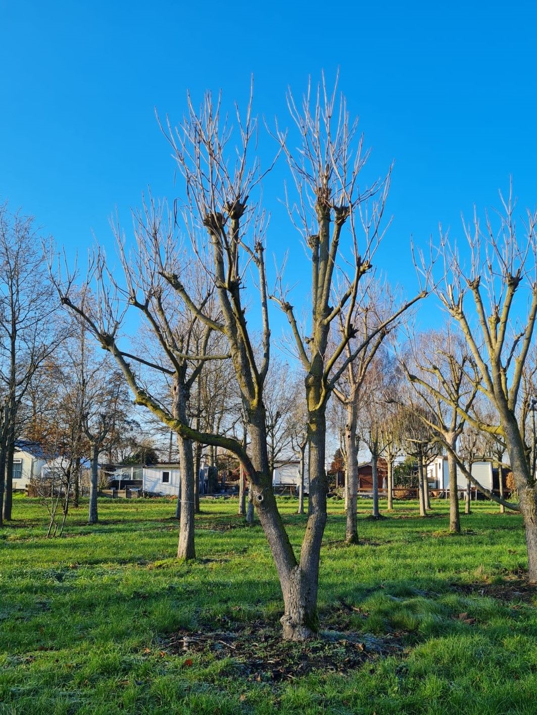 trompetboom Volwassen Trompetboom | Meerstammig