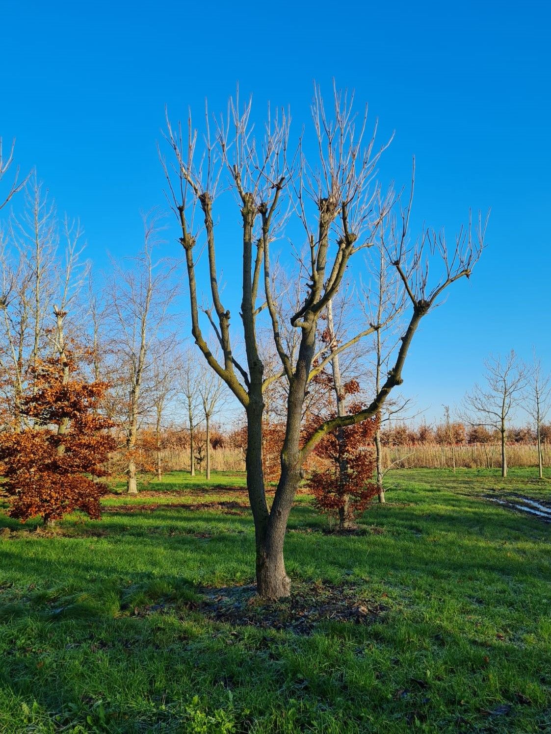 trompetboom Volwassen Trompetboom | Meerstammig