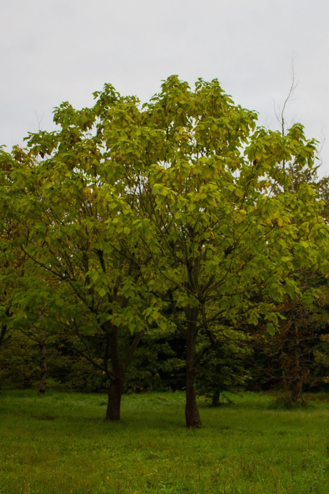 Volwassen Trompetboom | Halfstam