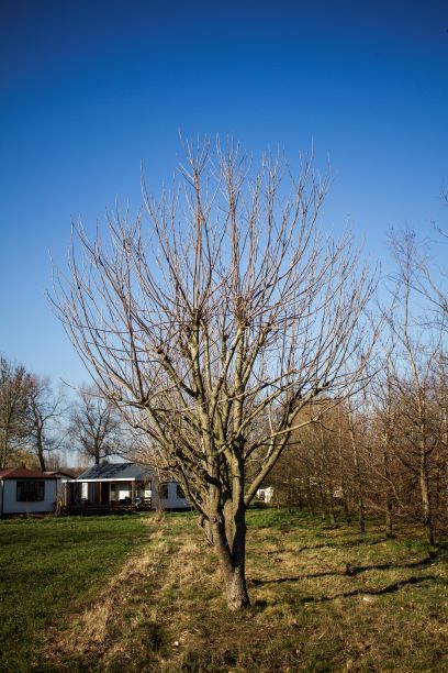 Volwassen Trompetboom | Halfstam