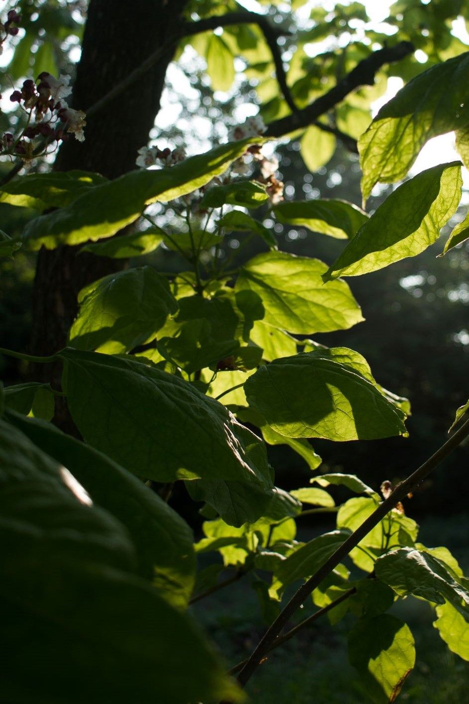 Volwassen Trompetboom | Halfstam