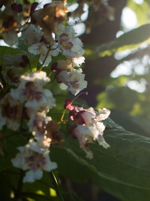 trompetboom Trompetboom | Halfstam