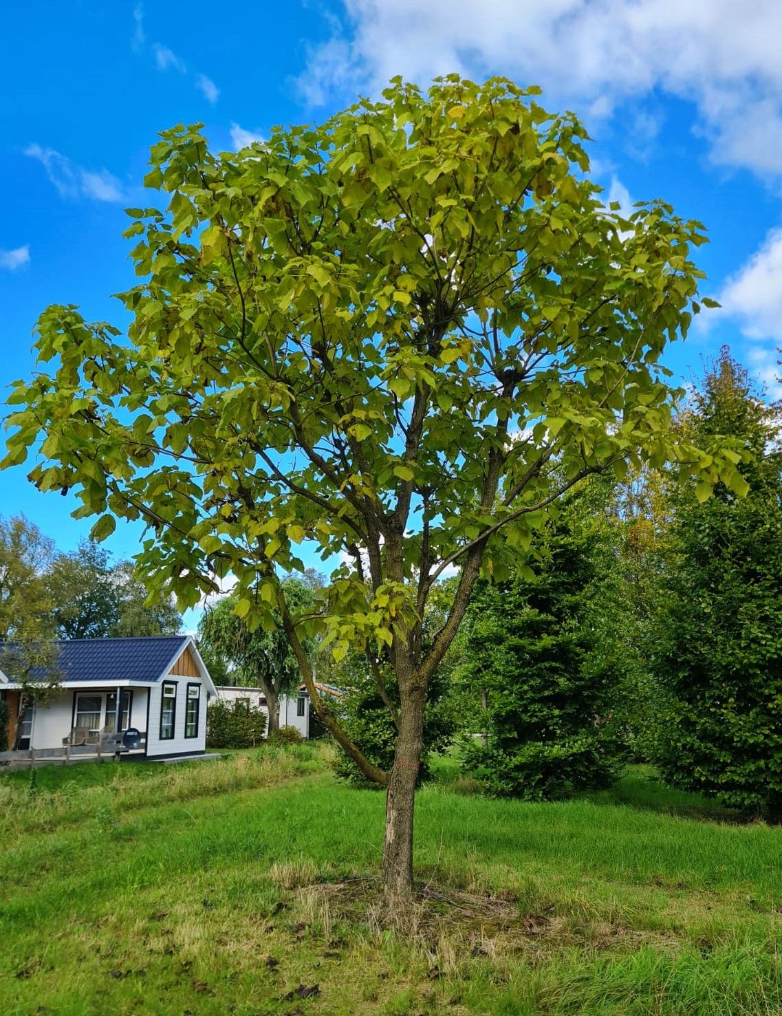 Volwassen Trompetboom | Halfstam