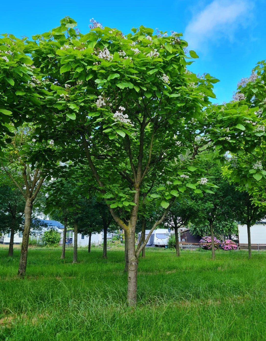 Volwassen Trompetboom | Halfstam