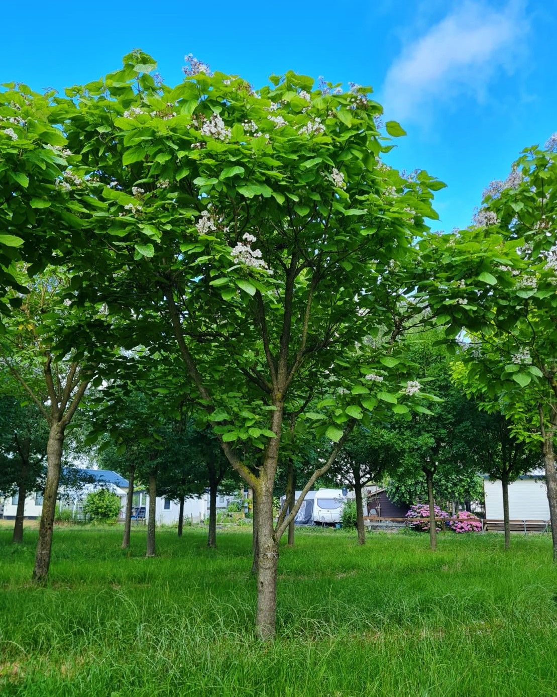 Volwassen Trompetboom | Halfstam