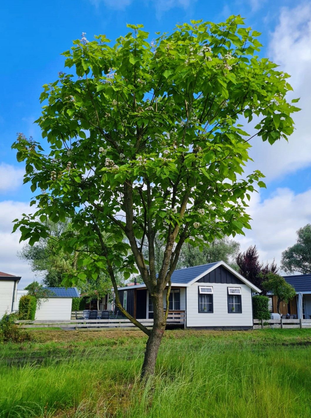 Volwassen Trompetboom | Halfstam