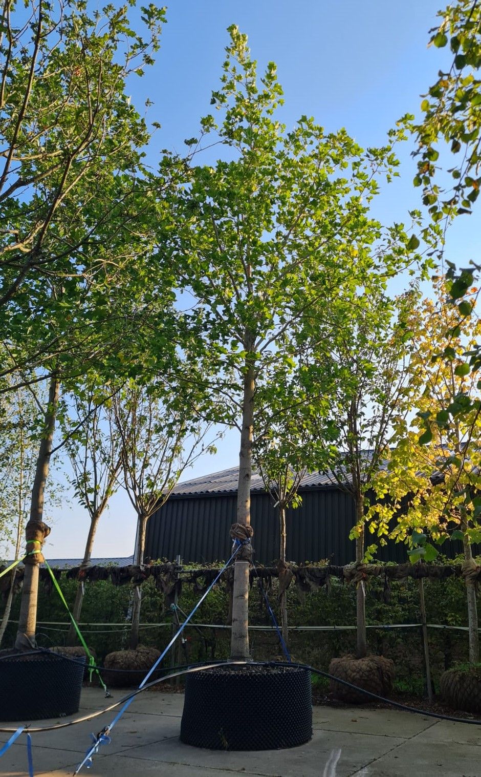 Volwassen Tulpenboom | Hoogstam