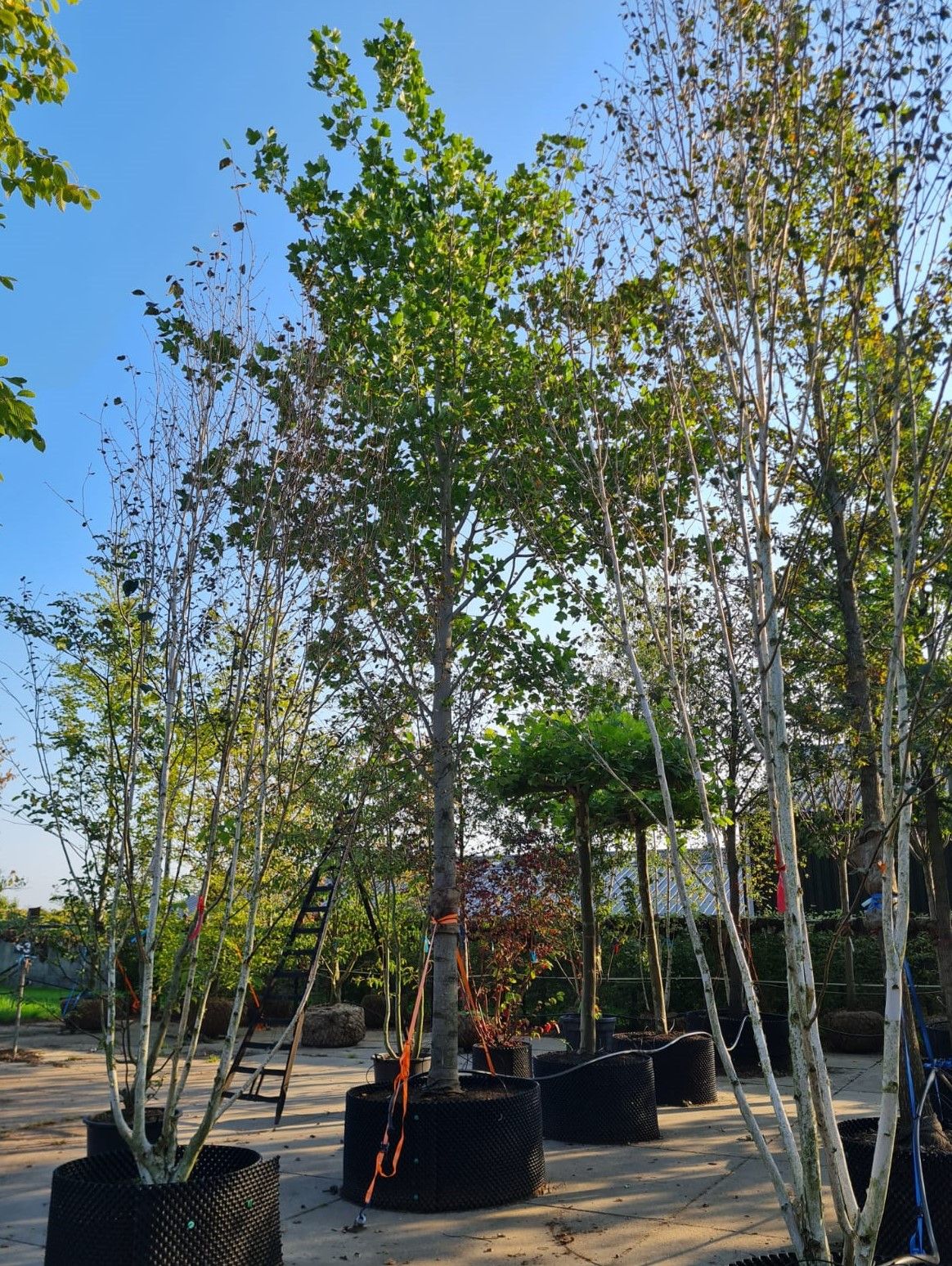 Volwassen Tulpenboom | Hoogstam